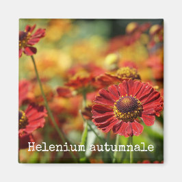 Imán Botánico Estornudo