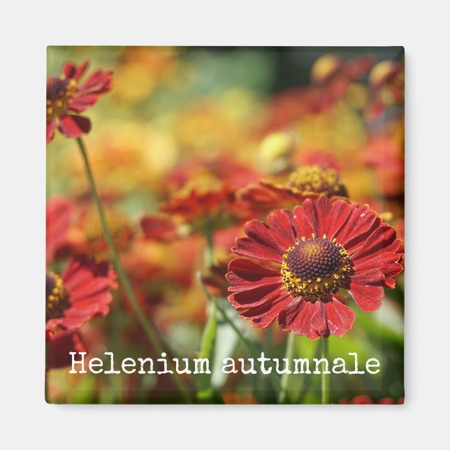 Imán Botánico Estornudo (Frente)