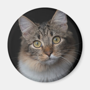 Imán botón de gato