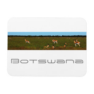 Imán Botsuana Central Kalahari Savannah Springboks