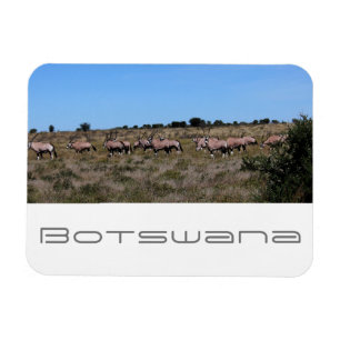 Imán Botsuana Oryx Animales Savannah Viajes