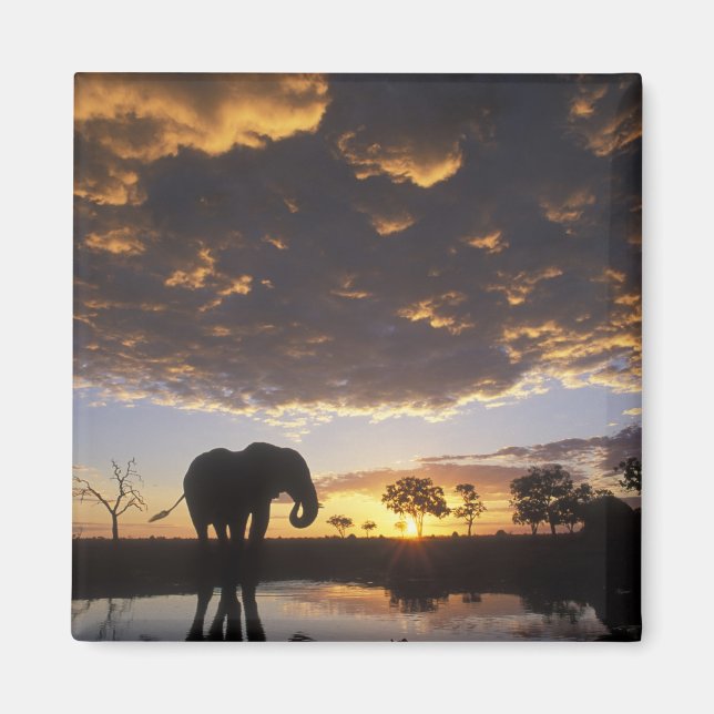 Imán Botsuana, Parque Nacional Chobe, elefante (Frente)