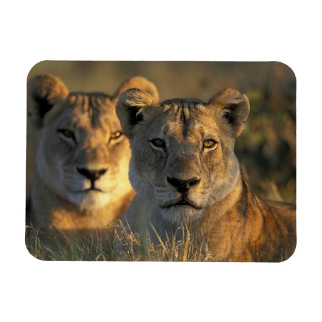 Imán Botsuana, Parque Nacional Chobe, Leonas (Horizontal)