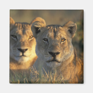 Imán Botsuana, Parque Nacional Chobe, Leonas