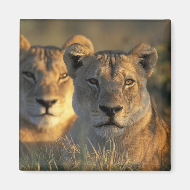 Imán Botsuana, Parque Nacional Chobe, Leonas (Frente)