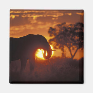 Imán Botswana, Parque Nacional Chobe, Elefante macho