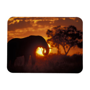 Imán Botswana, Parque Nacional Chobe, Elefante macho
