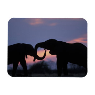 Imán Botswana, Parque Nacional Chobe, Elefantes