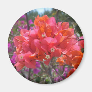 Imán Bougainvillea rosa tropical