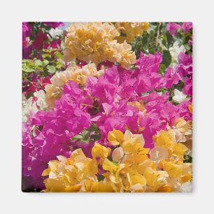 Imán Bouganvilleau, Caimán Brac, Islas Caimán,