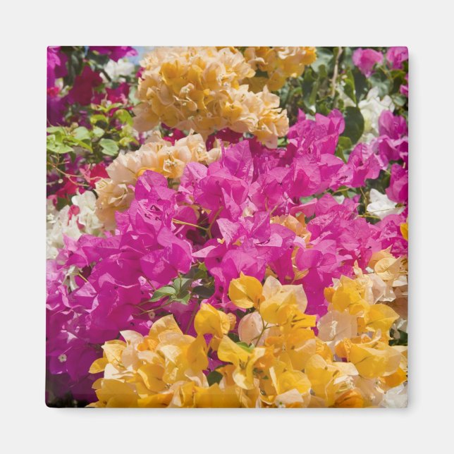 Imán Bouganvilleau, Caimán Brac, Islas Caimán, (Frente)