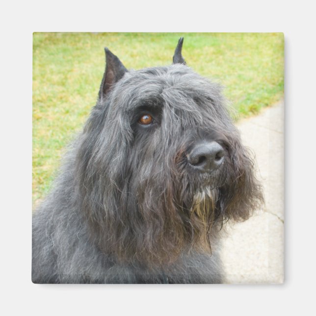 Imán Bouvier des Flandres (Frente)