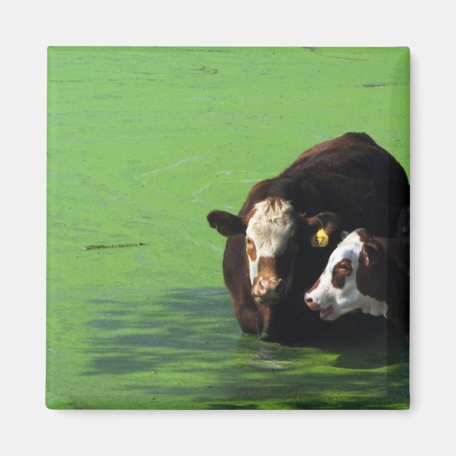 Imán Bovine Spa (Frente)