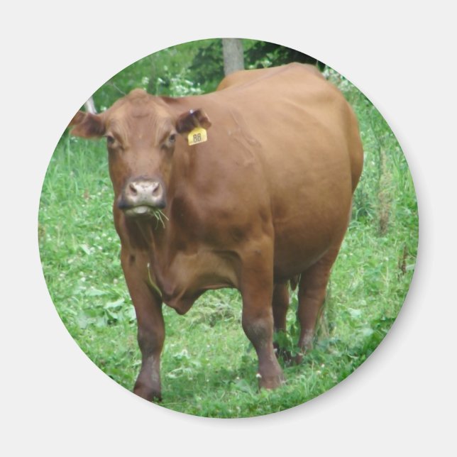 Imán Bovino (Frente)