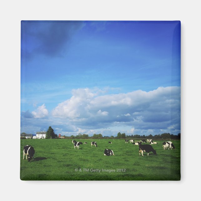 Imán Bovino Holstein-Friesian cerca de Thurles, Co (Frente)