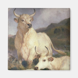 Imán Bovino salvaje de Chillingham (vacas)