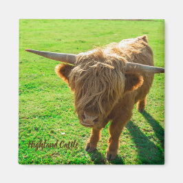 Imán Bovinos de la región ganadera para animales y gana