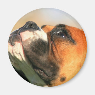 Imán Boxer