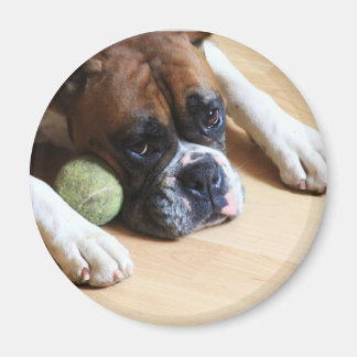 Imán Boxer Dog