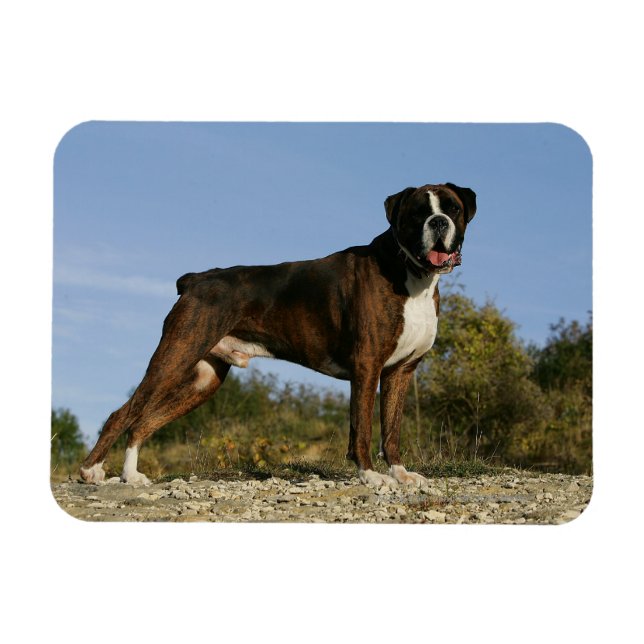 Imán Boxer Dog Show Stance (Horizontal)