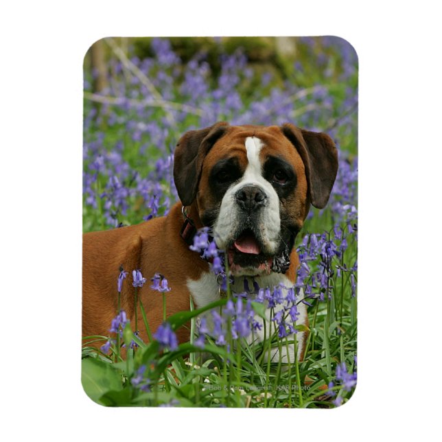 Imán Boxer en Bluebells (Vertical)