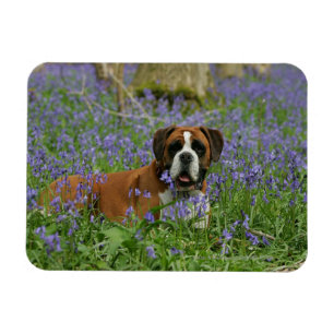 Imán Boxer en Bluebells