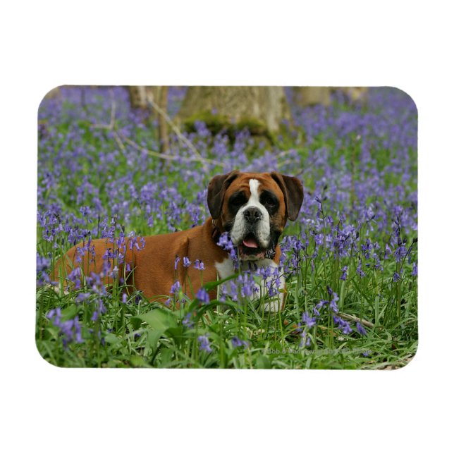 Imán Boxer en Bluebells (Horizontal)