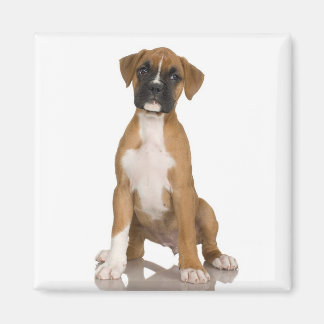Imán Boxer Magnet