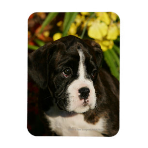 Imán Boxer Puppies