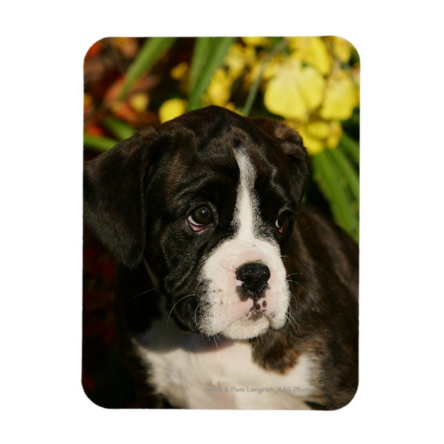 Imán Boxer Puppies (Vertical)