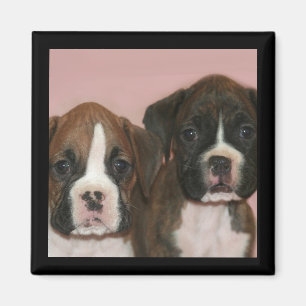 Imán Boxer Puppies
