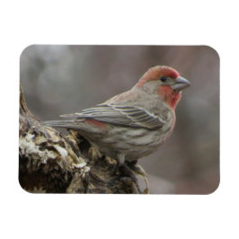 Imán Boy House Finch Magnet