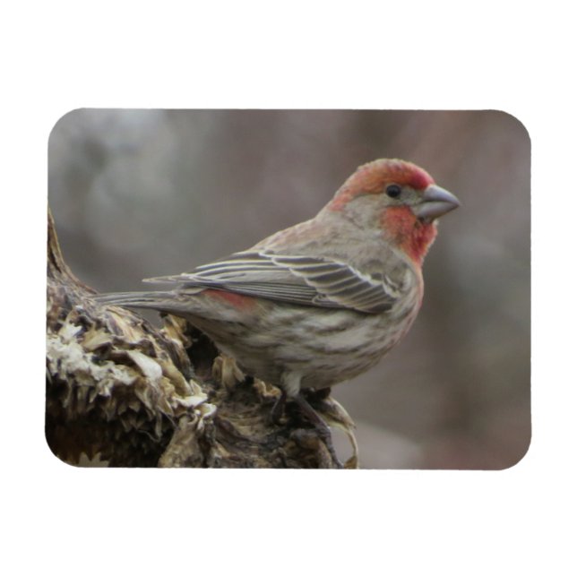 Imán Boy House Finch Magnet (Horizontal)
