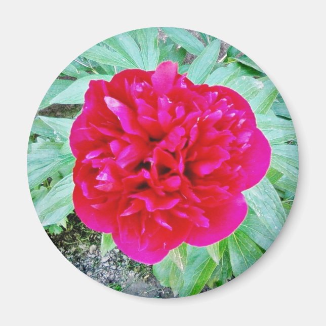 Imán Bozur (Frente)