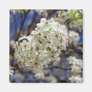 Imán Bradford Pear Blooms