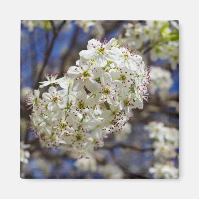 Imán Bradford Pear Blooms (Frente)