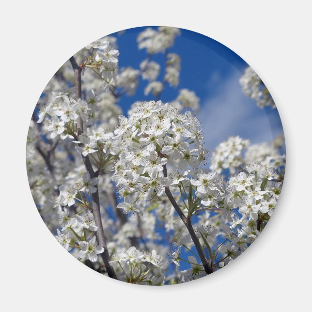 Imán Bradford Pear Blooms (Frente)