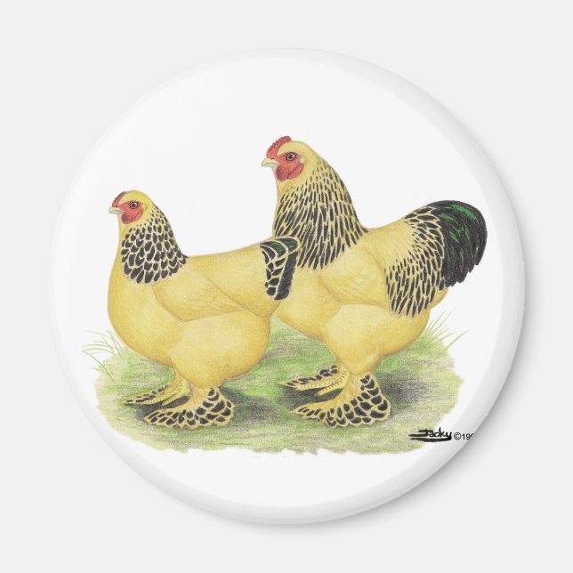 Imán Brahma Buff Pair (Frente)