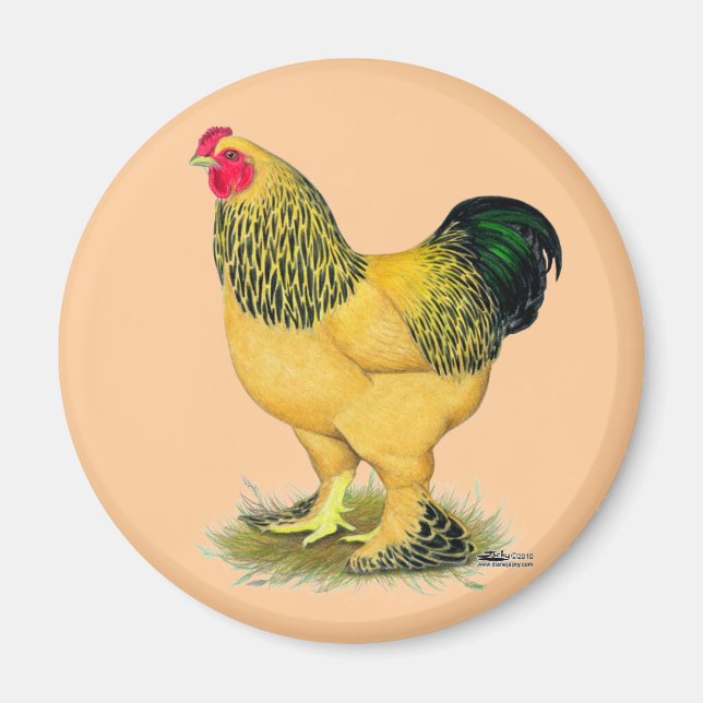 Imán Brahma: Rooster de Buff (Frente)