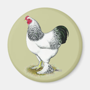 Imán Brahma: Rooster ligero