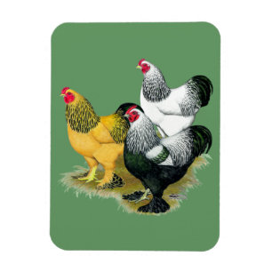 Imán Brahmas Tres Roosters