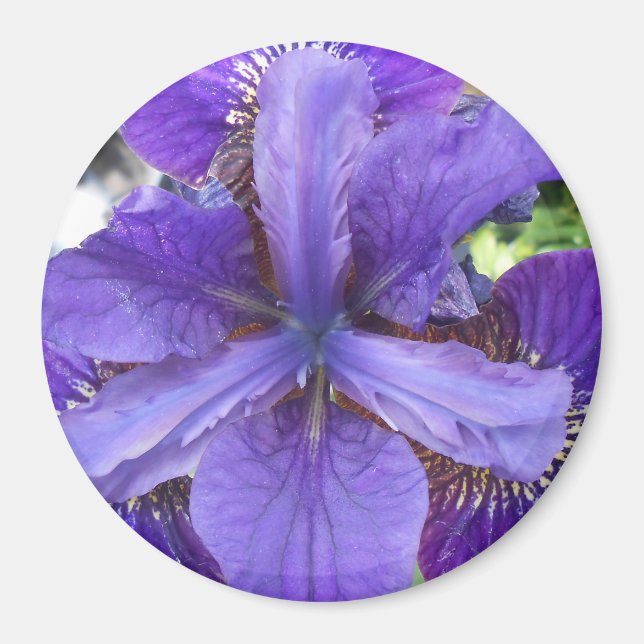 Imán Brandeis (Frente)