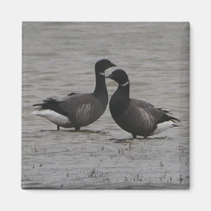 Imán Brent Geese Magnet