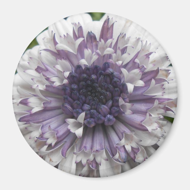 Imán Brett (Frente)