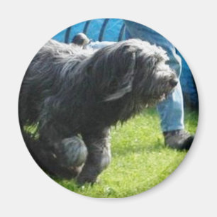 Imán Briard