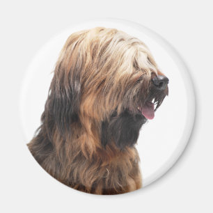 Imán Briard fauve 3