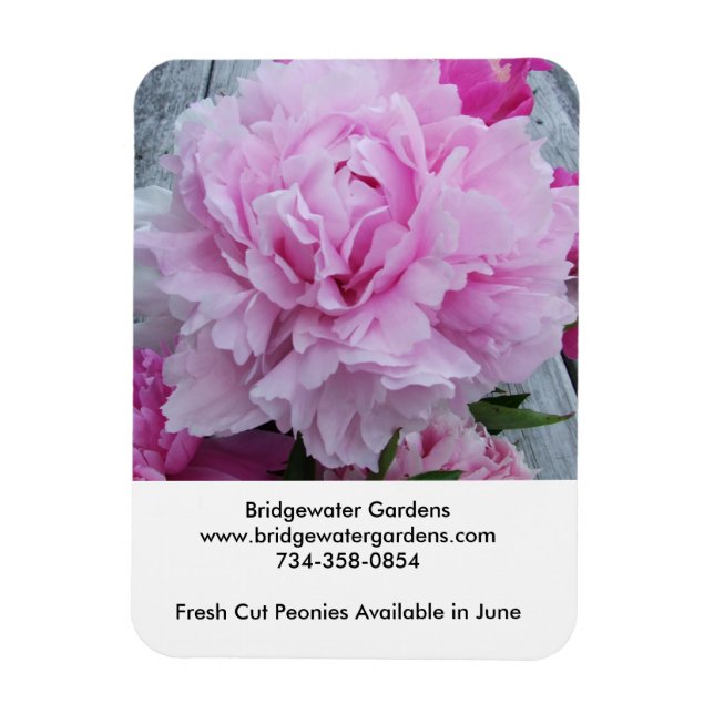 Imán Bridgewater Gardens Peonies Magnet (Vertical)