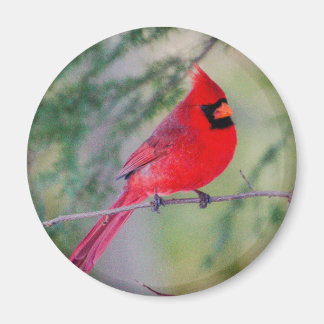 Imán Brillante Cardenal Norte Magnet