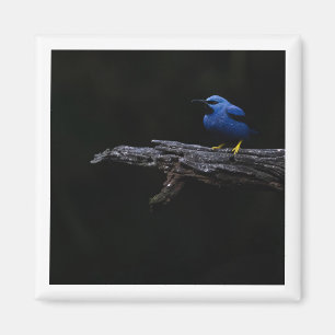 Imán Brillante Magnate Honeycreeper