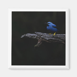 Imán Brillante Magnate Honeycreeper